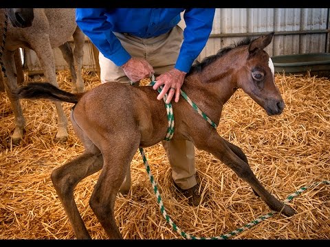 Help for 'Dummy Foals,' Children? promo image