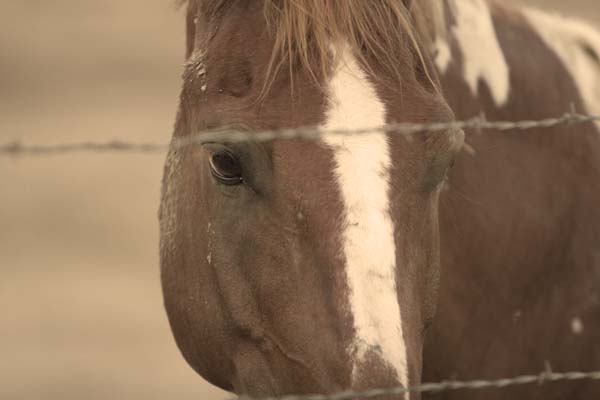 Help for Haitian Horses??? promo image