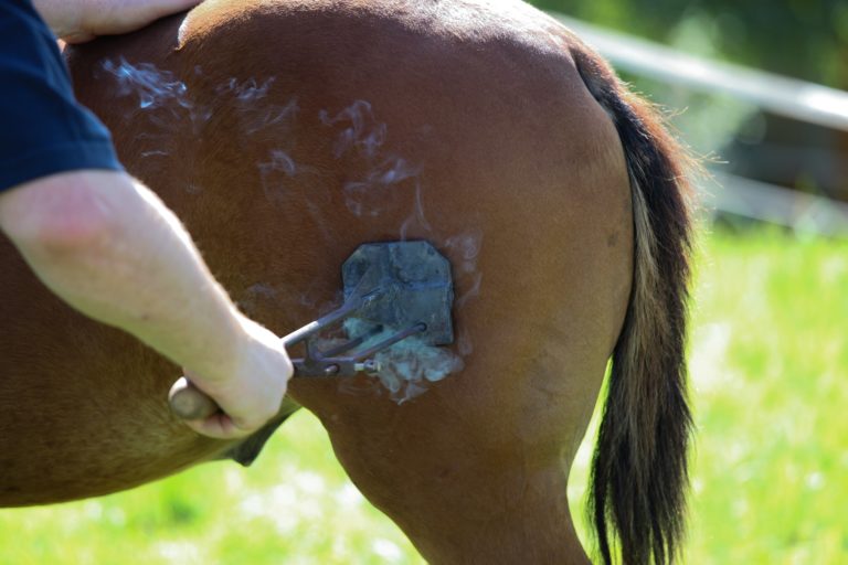 Horse being branded.