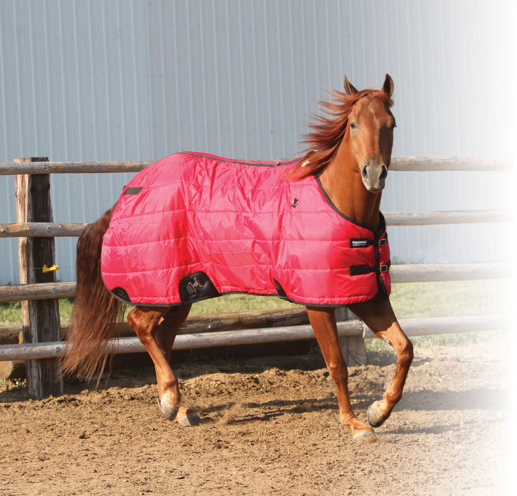Horse Blankets for Every Budget promo image