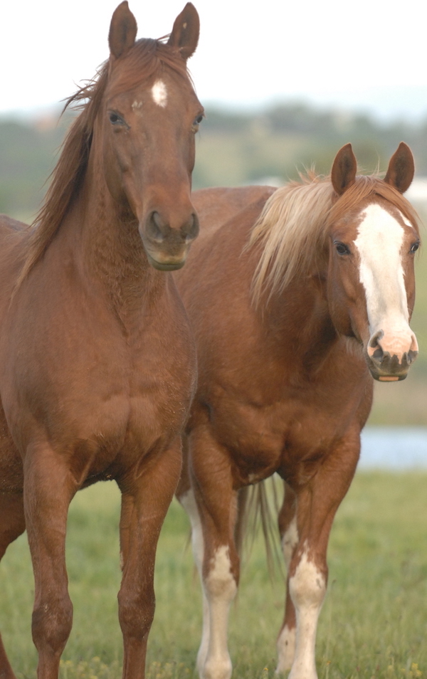 Horse-body-language-pasture-blogoct18tie