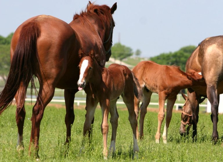Horse-breed-mares-foals-gpapr19