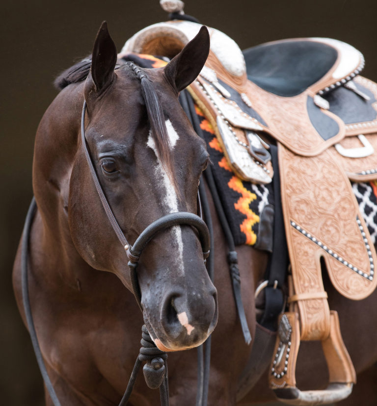 Horse-buy-sight-unseen-gpmar20