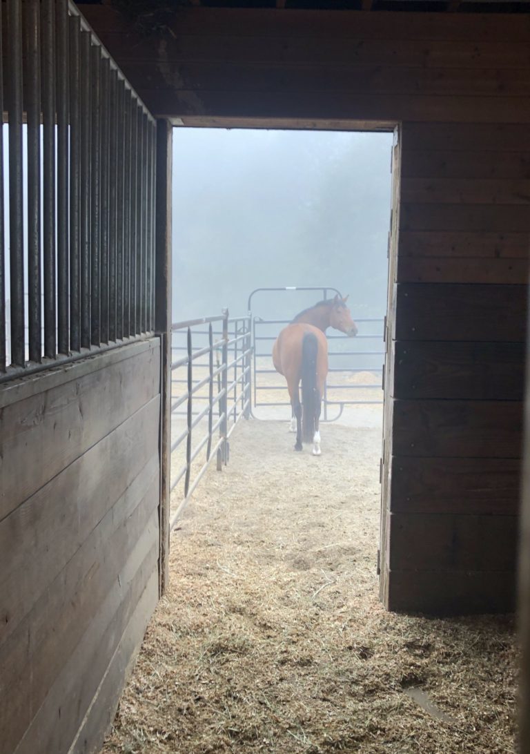 Horse-evacuated-wildfire-stall-Sep220