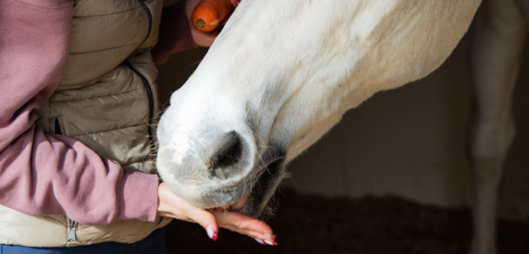 Horse-favorite-treats-gpdec19