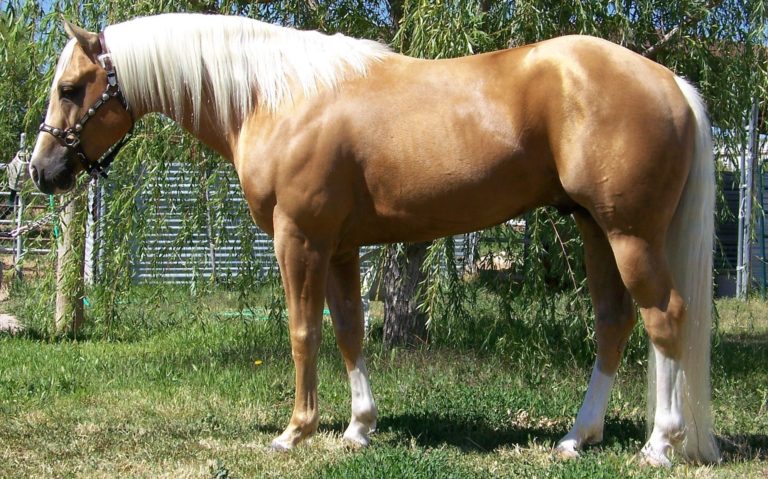 Horse-flawless-conformation-or-training-gpsep19