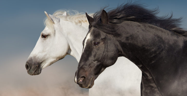 Horse-fun-trivia-black-beauty-fought-horse-abuse-3-31-20