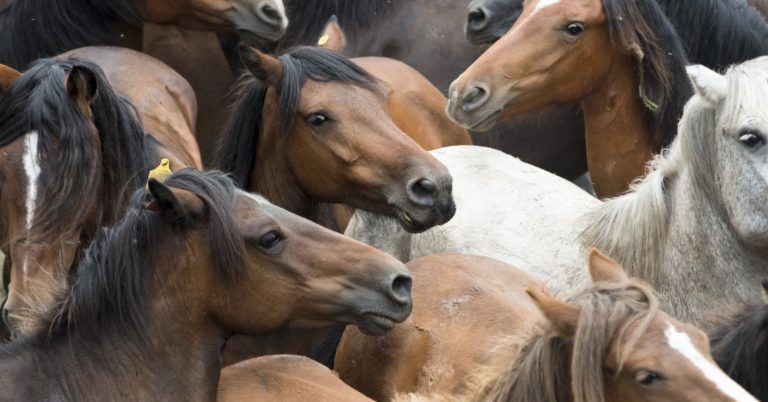 Horse-fun-trivia-first-horses-america-4-5-20