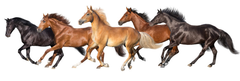 Horse-fun-trivia-many-different-horse-breeds-4-13-20