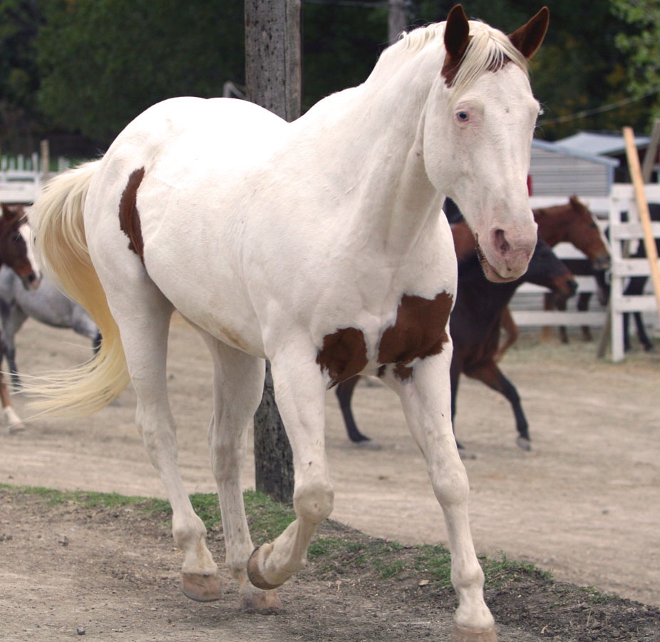 Do You Know? What Color Pattern Is This Mostly White Horse?