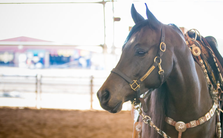 Horse-gift-equine-gpjan19