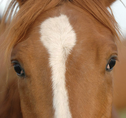 Horse Hair: Whorl Patterns promo image