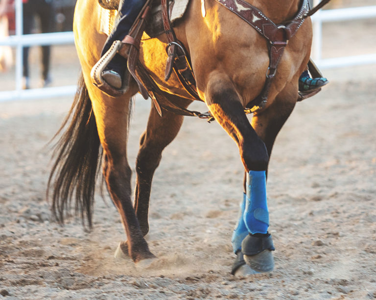 horse-joint-supplements