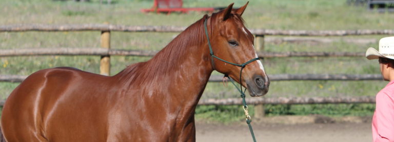 Horse-learns-best-calm-blogaug18tie