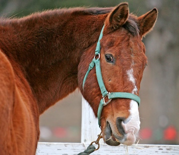 Horse-senior-equine-gpfeb19