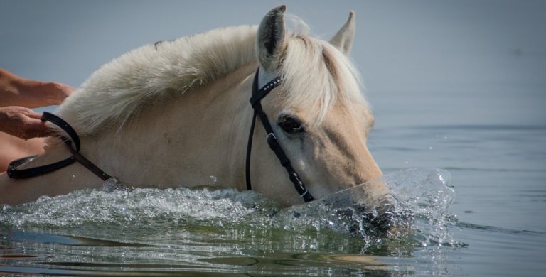 Horse-swimming-with-rider-gpmay20