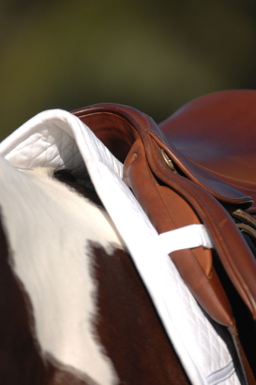 Horse Tack Check with Lynn Palm promo image