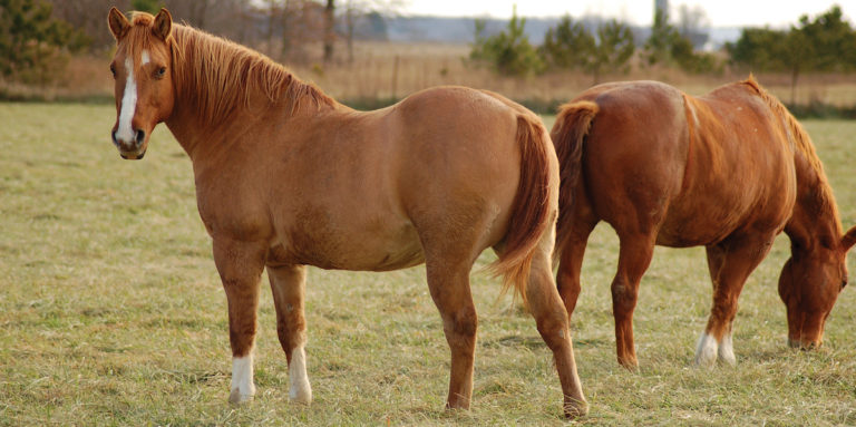 Horse-thin-fat-just-right-body-condition-gpfeb20