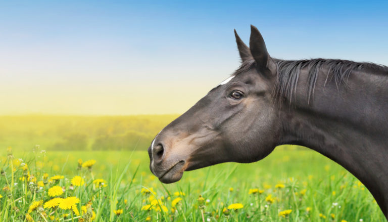 Horse-toxic-plants-pasture-gpjune19