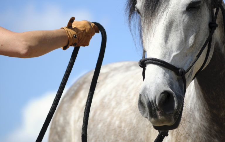 Horse-training-humane-methods-better-blogJan120