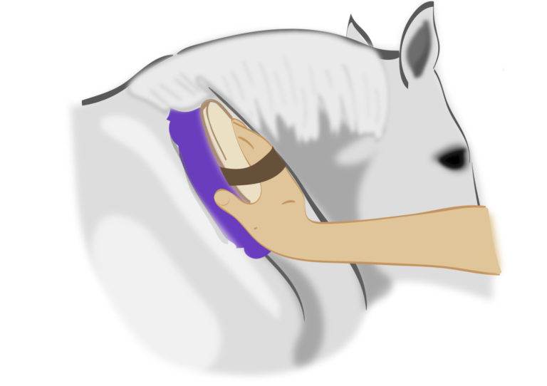 Horse-trivia-grooming-hacks-tcmay20