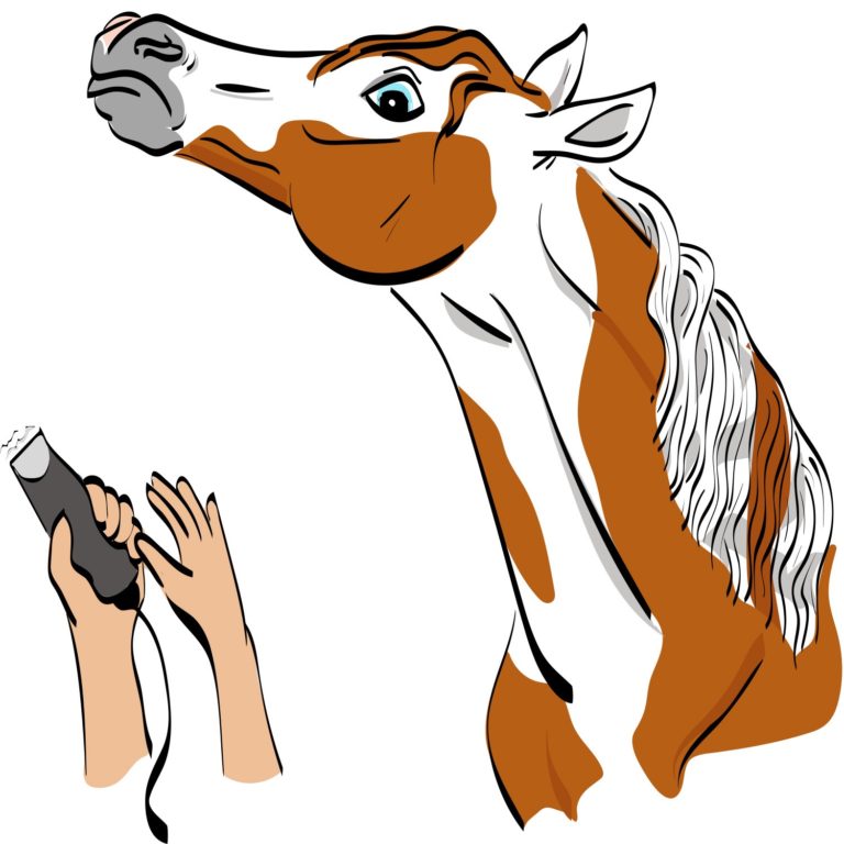 Horse-trivia-key-horse-clipping-cautions