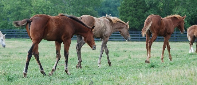 Horse-weanling-prospects-gpfeb19