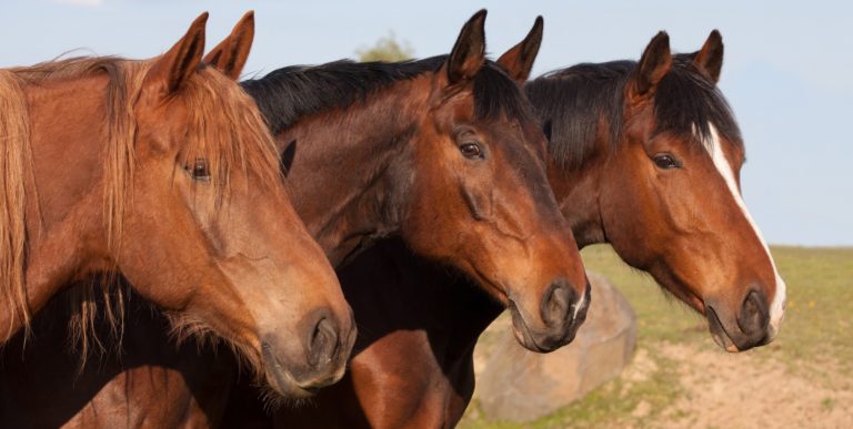 Horse-what-horse-ownership-teaches-us-blogSep219