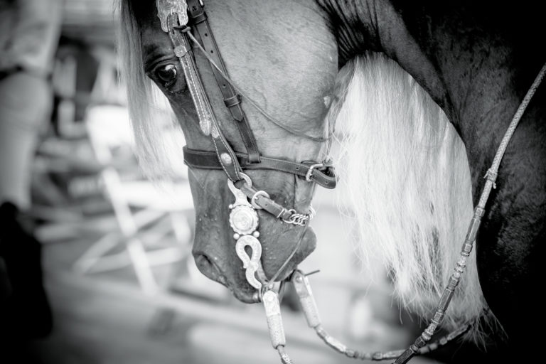 horseandrider_1218_estateplanning01