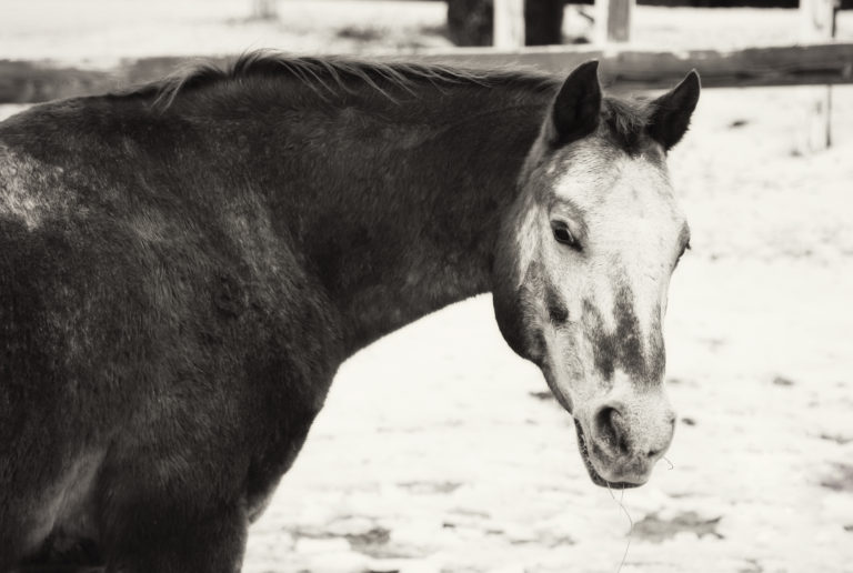 horseandrider_spr19_too_old_01