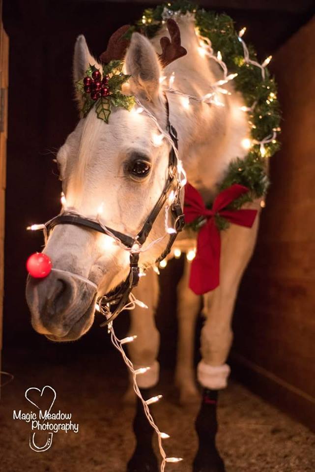 Horsin' Around for the Holidays promo image