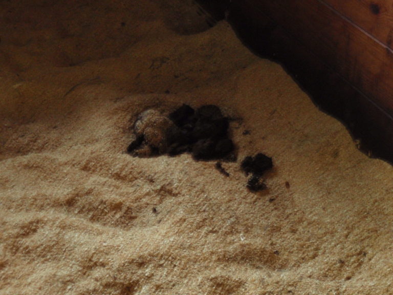 How to Control Horse Manure Piles promo image
