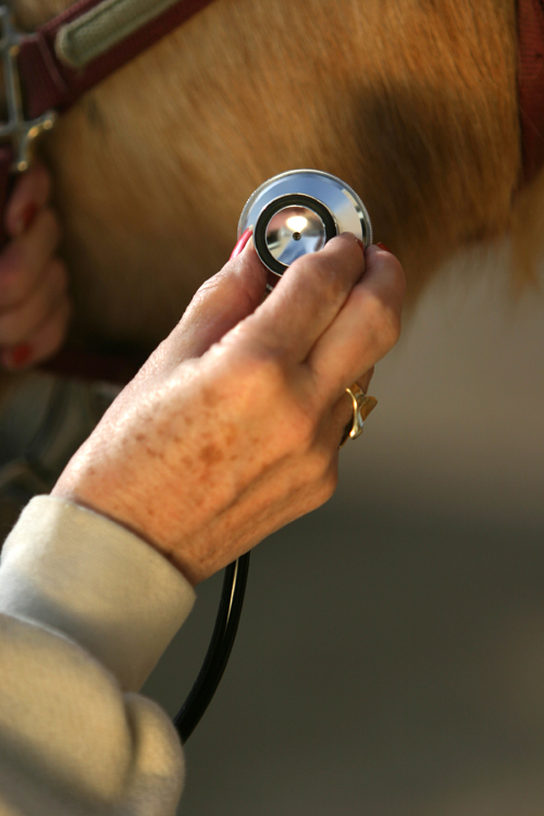 How to Detect Lameness in Horses promo image