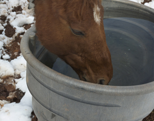How to Stimulate Your Horse's Thirst promo image