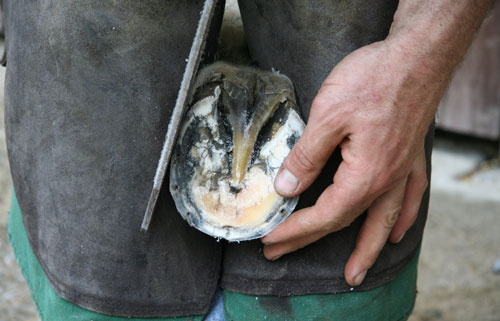 How to Use a Horse Hoof Supplement promo image