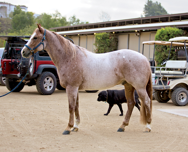Red roan horse posing for sale-ad photo. He's not standing square, he is on uneven ground and there are cars, golf carts, and a dog in the background making it a distracting sale-ad photo.