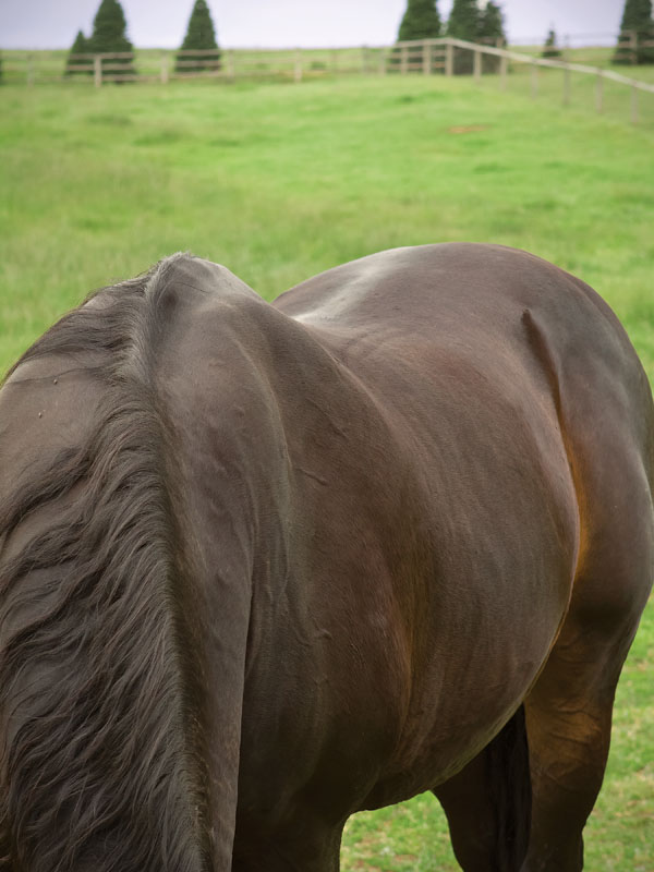 HR-150800-BACK-01_gn