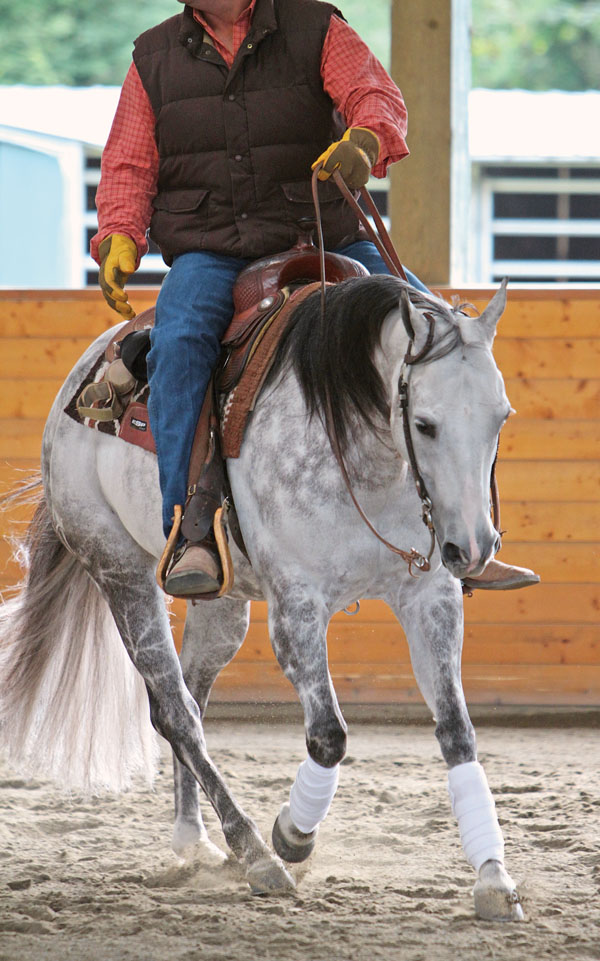 Grey horse loping in an arena.