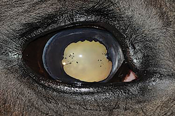 HR-160900-YHYL-09_gn