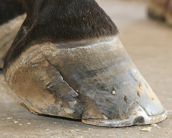 HR-161100-YHYL-12_gn