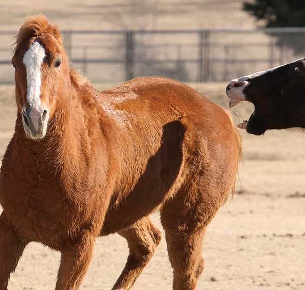 HR-170300-YHYL-03_gn