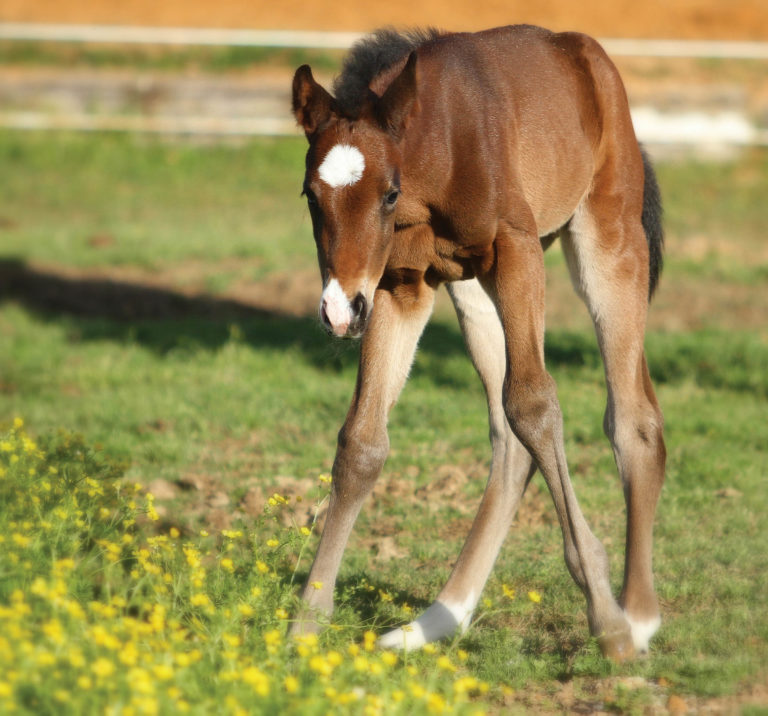 HR-170400-YHYL-04_gn