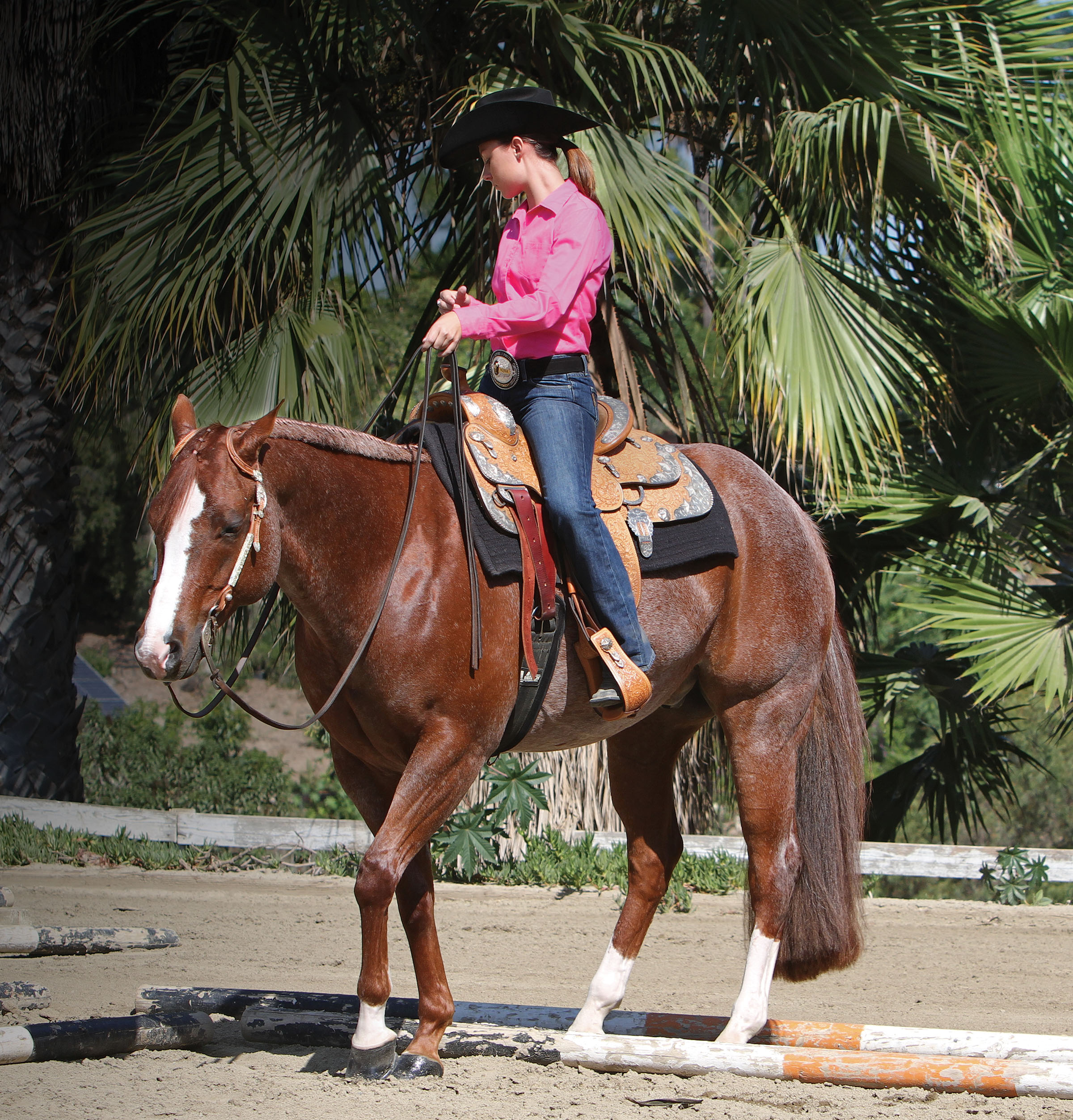 Hind-End ‘L’ - Horse and Rider