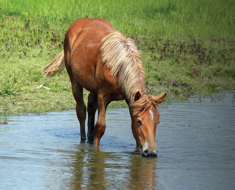 HR-170800-HORSELIFE-14-HorseDrinkingWater