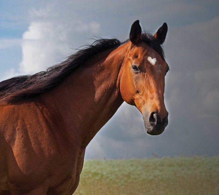 HR-171200-HORSE-LIFE-16-SeniorHorse