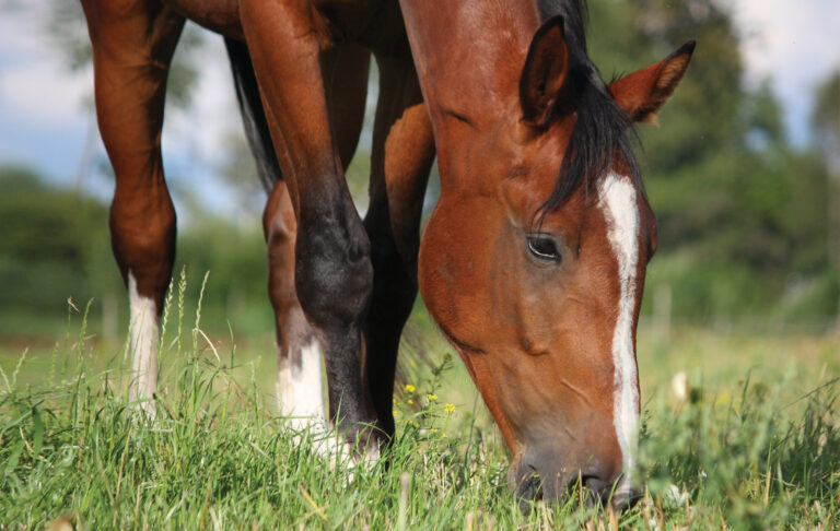 HR-21SPR_Horsekeeping01