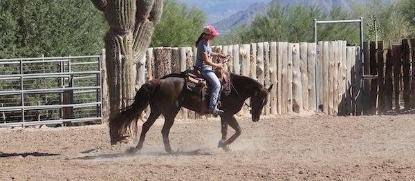 HR-arena-exercises-improve-horse