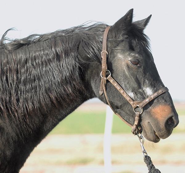 HR-GP-feb'18-old-horse