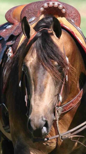 HR-GP-head-shot-tacked-up-alana