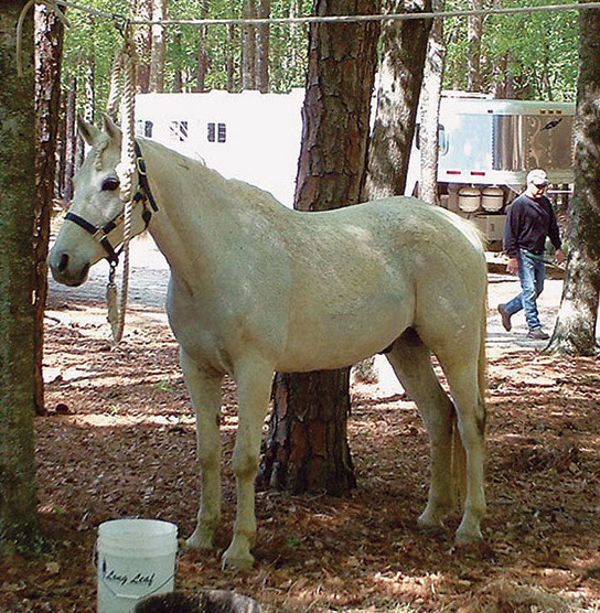 hr-gp-june17-horse-camping